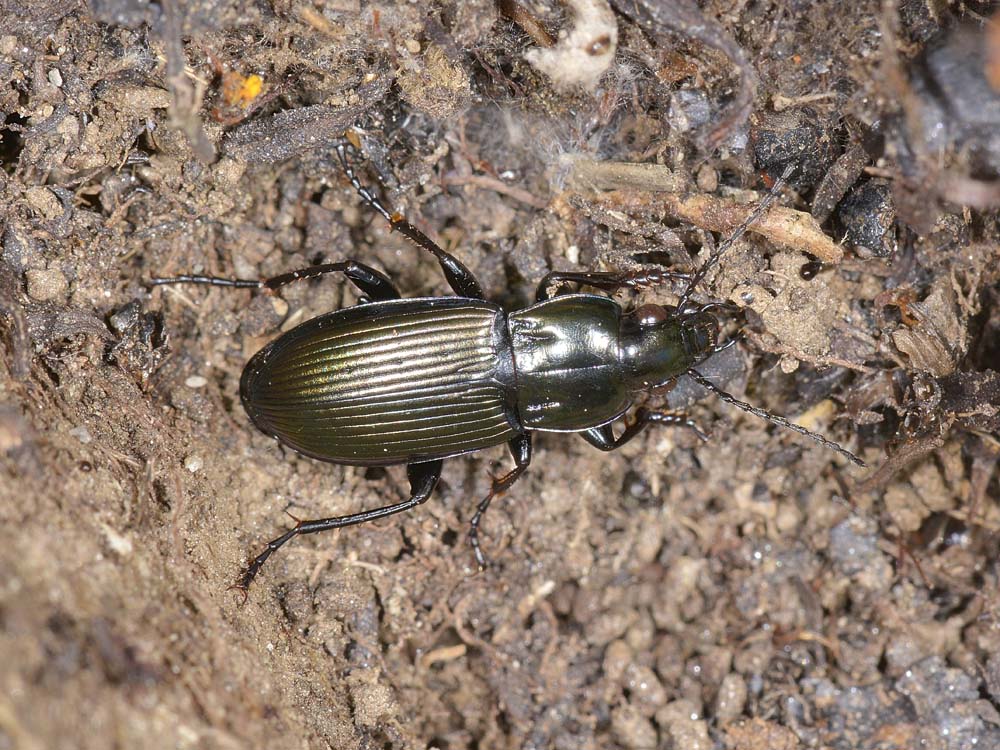 Carabidae da id. - Poecilus lepidus gressorius